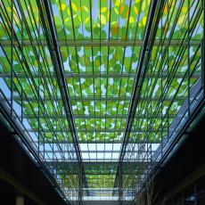 Amazon HQ - Spencer Finch Glass Canopy